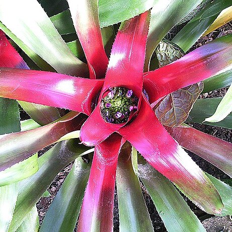 Neoregelia olens unspecified picture