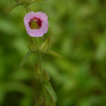 Centranthera indica unspecified picture