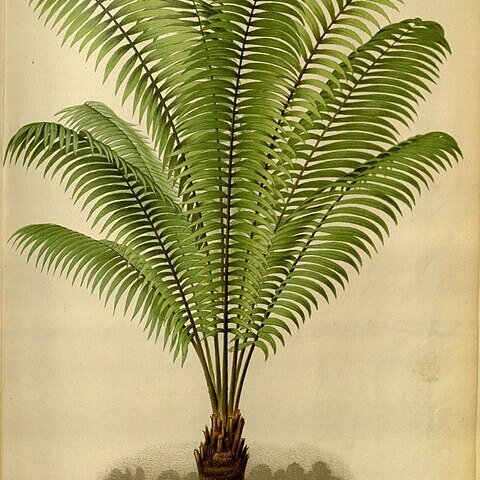 Zamia poeppigiana unspecified picture