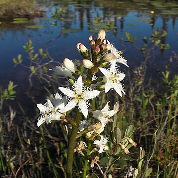 Menyanthes trifoliata var. minor unspecified picture