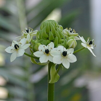 Ornithogalum saundersiae unspecified picture