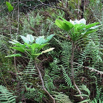 Delissea waianaeensis unspecified picture