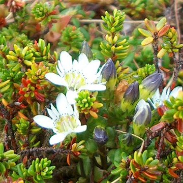 Gentiana douglasiana unspecified picture