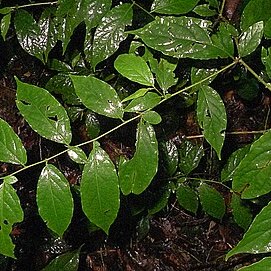 Solanum maranguapense unspecified picture