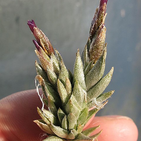 Tillandsia brealitoensis unspecified picture