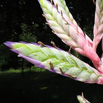 Tillandsia reuteri unspecified picture