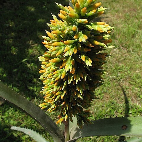 Aechmea tocantina unspecified picture