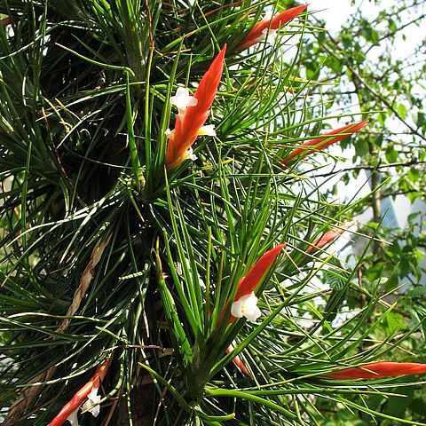 Tillandsia caulescens unspecified picture