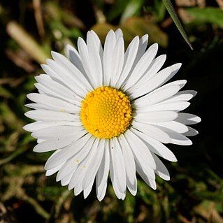 Bellis unspecified picture