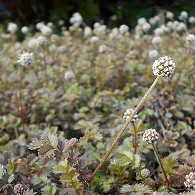 Acaena microphylla unspecified picture