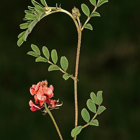 Indigofera alternans unspecified picture