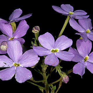 Jamesbrittenia grandiflora unspecified picture