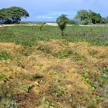 Cuscuta sandwichiana unspecified picture