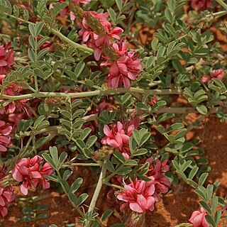 Indigofera ingrata unspecified picture