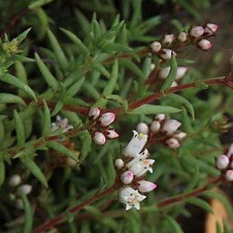 Crassula dependens unspecified picture