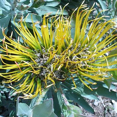 Leucospermum formosum unspecified picture