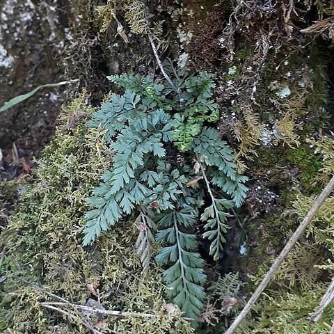 Asplenium altajense unspecified picture