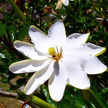 Gardenia thunbergia unspecified picture