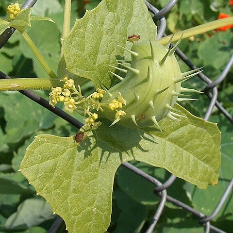 Cyclanthera unspecified picture