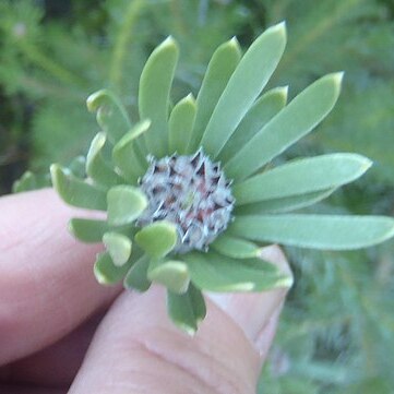 Leucadendron singulare unspecified picture