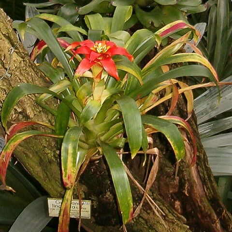 Guzmania lingulata var. cardinalis unspecified picture