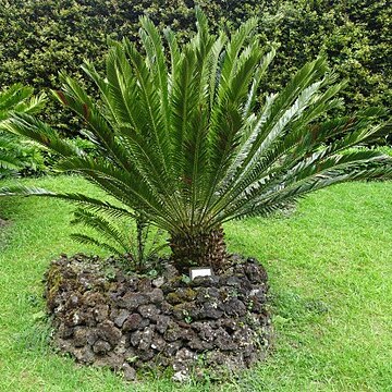 Encephalartos aemulans unspecified picture