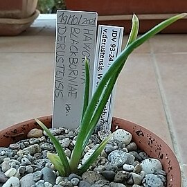 Haworthia blackburniae var. derustensis unspecified picture