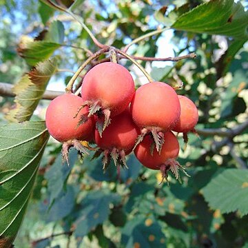 Crataegus pennsylvanica unspecified picture