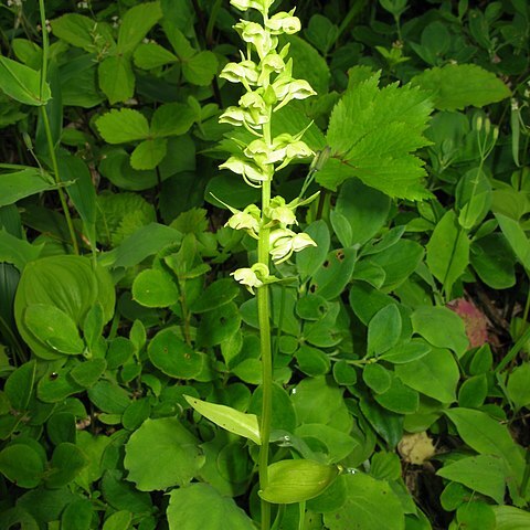 Platanthera takedae subsp. uzenensis unspecified picture