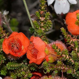 Cheyniana microphylla unspecified picture