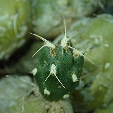 Cumulopuntia chichensis unspecified picture