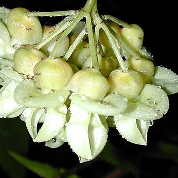 Mucuna gigantea unspecified picture