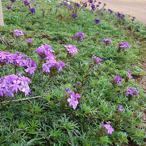 Verbena aristigera unspecified picture