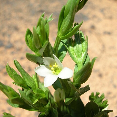 Schenkia sebaeoides unspecified picture