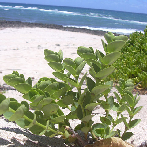 Euphorbia degeneri unspecified picture