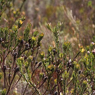 Leucadendron stelligerum unspecified picture