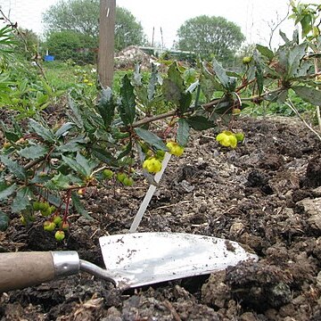 Berberis calliantha unspecified picture