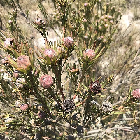 Leucadendron verticillatum unspecified picture