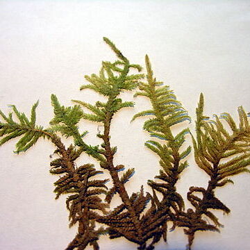 Pseudoscleropodium purum unspecified picture