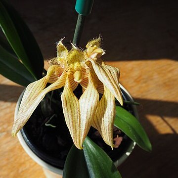 Bulbophyllum annandalei unspecified picture