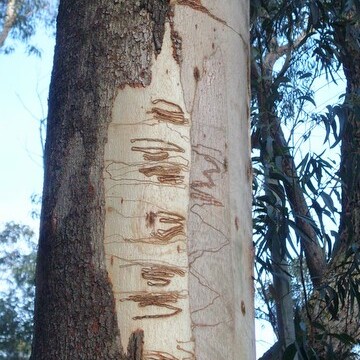 Eucalyptus fraxinoides unspecified picture