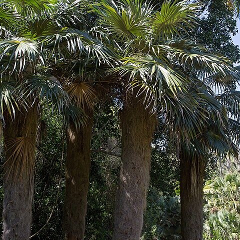 Coccothrinax crinita unspecified picture