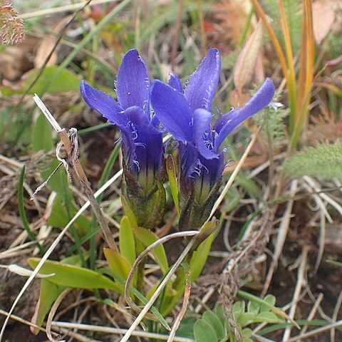 Gentianopsis barbellata unspecified picture