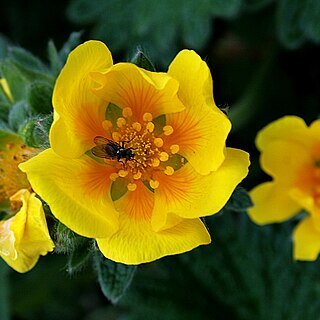 Potentilla megalantha unspecified picture