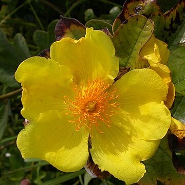 Cochlospermum planchonii unspecified picture