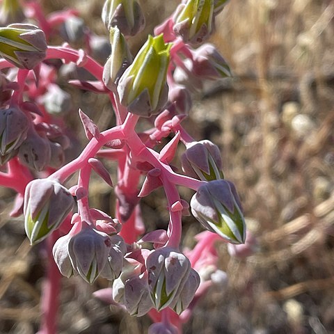 Dudleya saxosa subsp. aloides unspecified picture