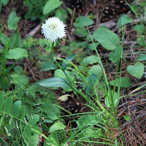 Traunsteinera sphaerica unspecified picture