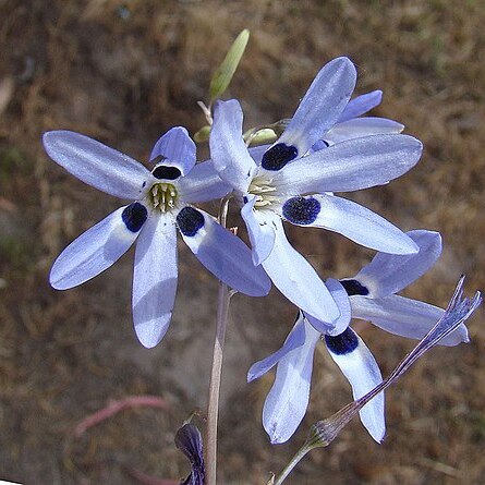 Conanthera campanulata unspecified picture