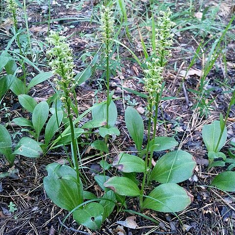 Platanthera fuscescens unspecified picture