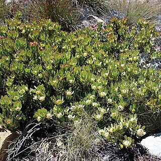 Leucadendron arcuatum unspecified picture